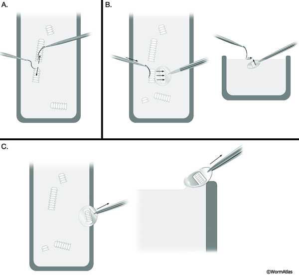 EMSTSFIG 3: Thin section pick up by the Hartwieg method.